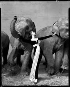 avedon4